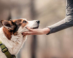 Собаки в Москве: Самый обнимашечный парень ищет дом. Мальчик, 10 руб. - фото 8