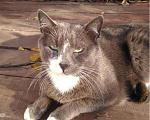 Кошки в Кашине: Кот ученый, Семен, 100 руб. - фото 3
