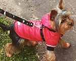 Собаки в Волгодонске: Приглашаем девочек на вязку, Бесплатно - фото 2
