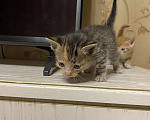 Кошки в Ардоне: Котята, Бесплатно - фото 6