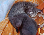 Кошки в Новосибирске: Шотландские котята Мальчик, 2 500 руб. - фото 4