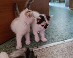 Кошки в Екатеринбурге: Котята Мальчик, 1 руб. - фото 1