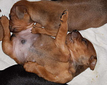 Собаки в Мурманске: щенки цвергпинчера Мальчик, 30 000 руб. - фото 2