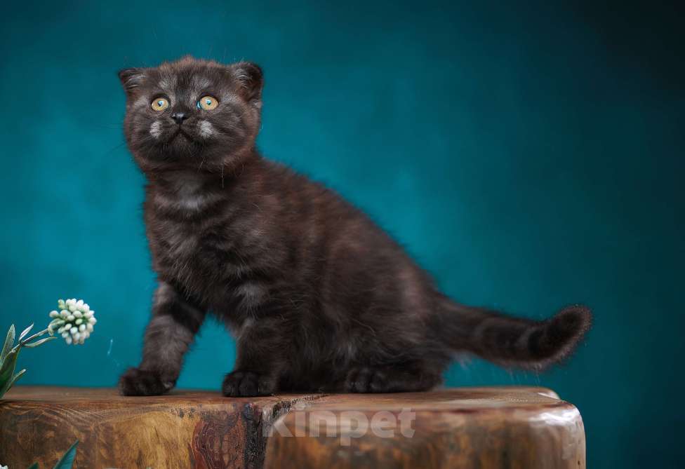 Кошки в Барнауле: Кошечка - фолд Тамара🖤 Девочка, Бесплатно - фото 6