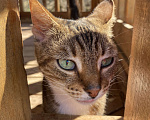 Кошки в Москве: Кошка , почти бенгал) Девочка, Бесплатно - фото 7