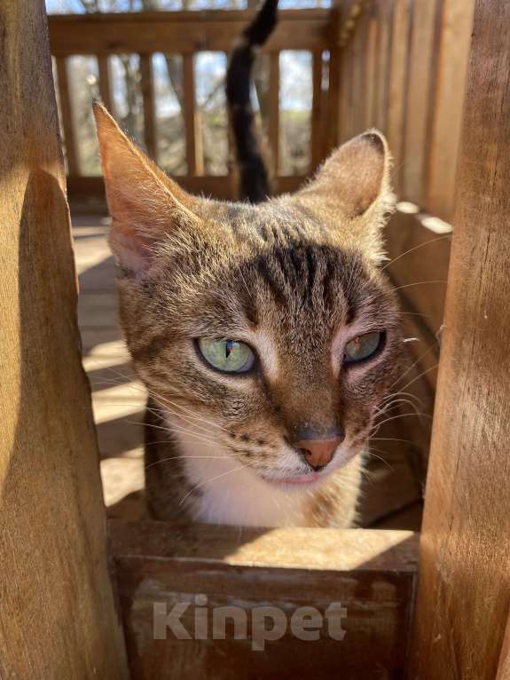 Кошки в Москве: Кошка , почти бенгал) Девочка, Бесплатно - фото 7