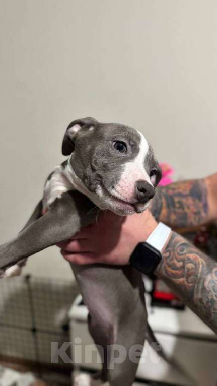 Собаки в Мытищах: Щенки американский булли Разнополые, 50 000 руб. - фото 5