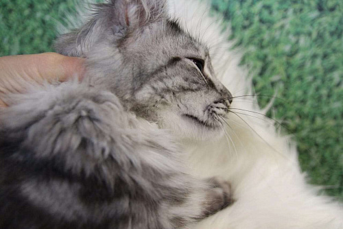 Объявление: Кошка Мейн-Кун Рафаэлька , 13 000 руб., Лодейное Поле