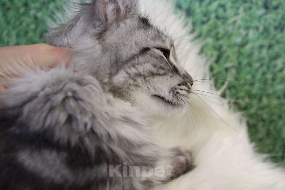 Кошки в Лодейном Поле: Кошка Мейн-Кун Рафаэлька  Девочка, 13 000 руб. - фото 1