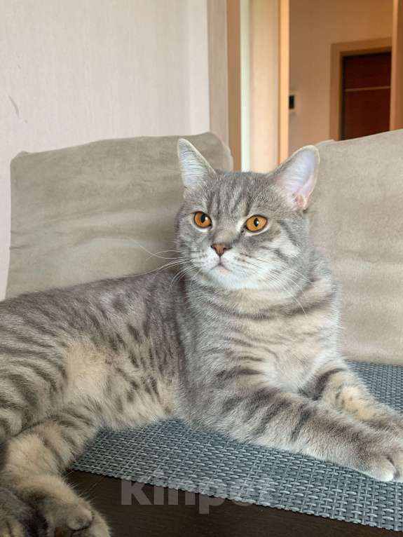 Кошки в Калининграде: Кот Том Мальчик, Бесплатно - фото 1