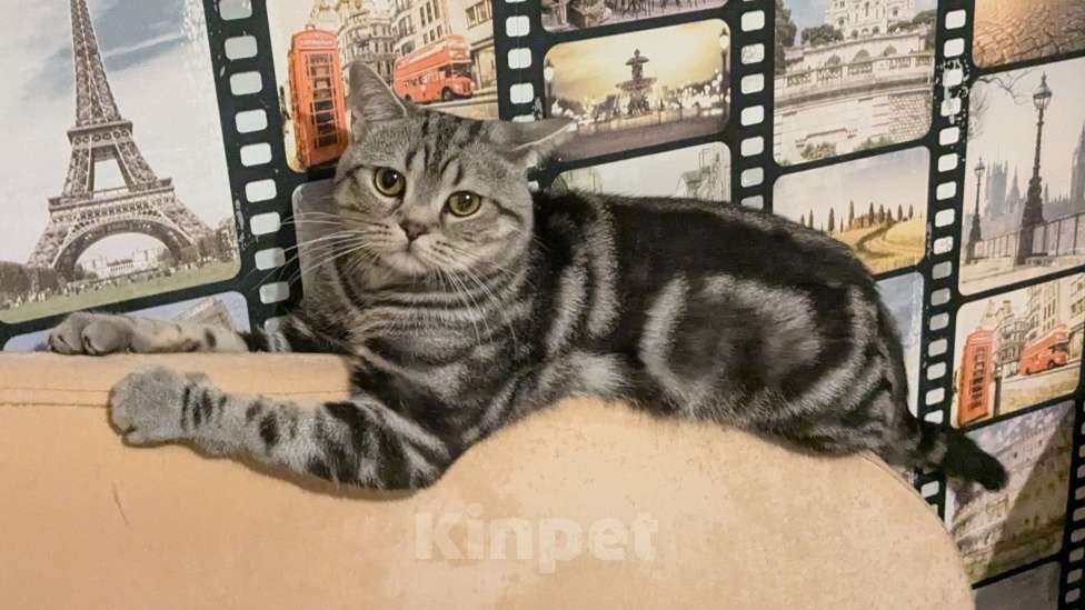 Кошки в Москве: Шотландский мраморный кот на вязку Мальчик, 3 000 руб. - фото 3
