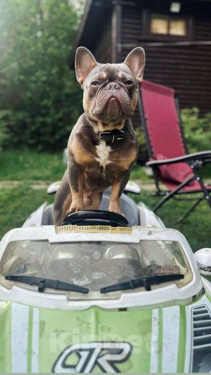 Собаки в Москве: Кобель чемпион  Мальчик, 25 000 руб. - фото 1