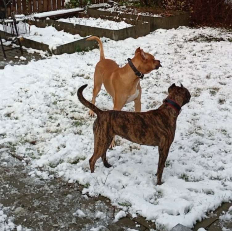 Собаки в Москве: Породистые и красивые щенки Алано Мальчик, Бесплатно - фото 8