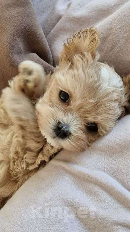 Собаки в Санкт-Петербурге: Джули Мальтипу ф1 Девочка  Девочка, 200 000 руб. - фото 5