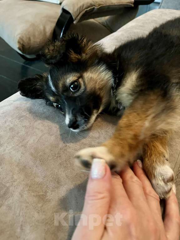 Собаки в Белом Калитве: Малышка в любящую семью Девочка, Бесплатно - фото 7