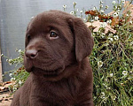 Собаки в Москве: Эффектные шоколадные щенки лабрадора ретривера Девочка, Бесплатно - фото 2