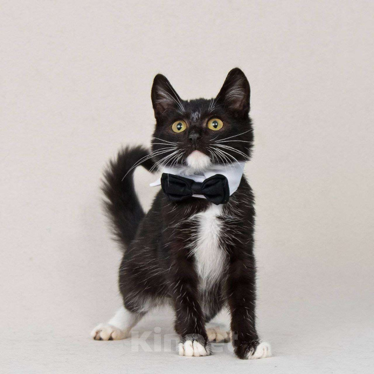 Кошки в Москве: Шустрый котенок Бантик хочет стать домашним Мальчик, Бесплатно - фото 1