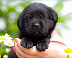 Собаки в Челябинске: Щенок чёрного лабрадора девочка 1 месяц Девочка, 60 000 руб. - фото 2