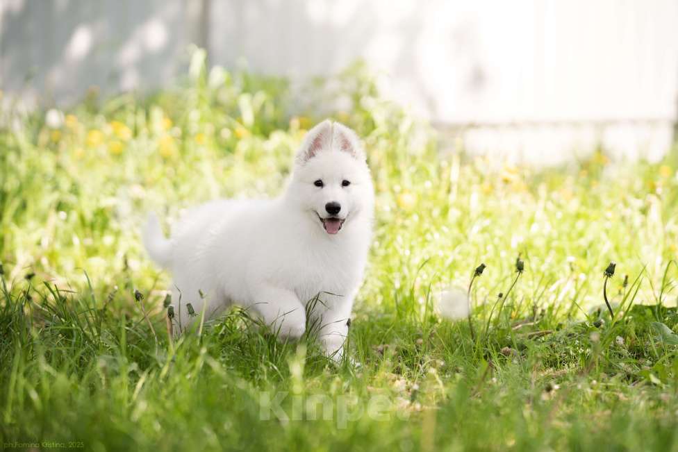 Собаки в других городах Московской области: Щенки белой швейцарской овчарки Мальчик, 60 000 руб. - фото 3