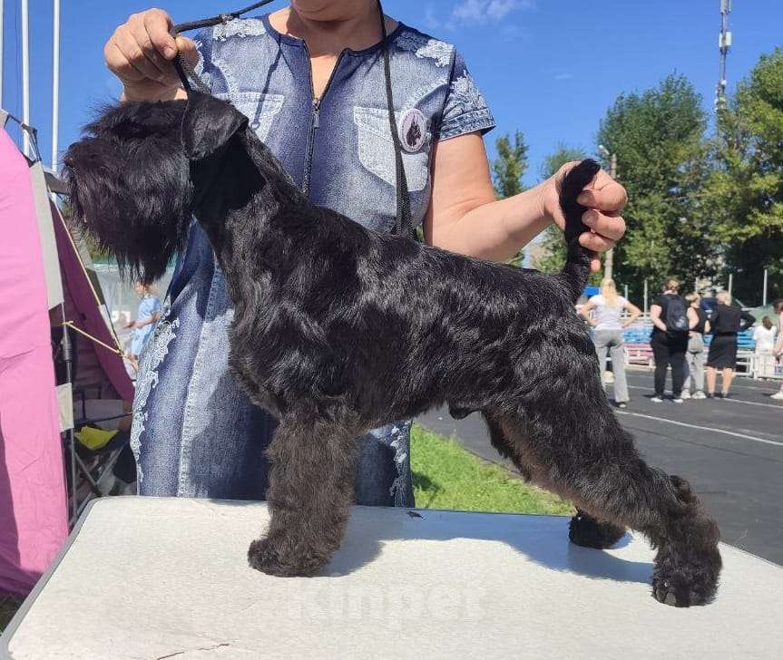 Собаки в Калуге: цвергшнауцер Мальчик, 70 000 руб. - фото 1