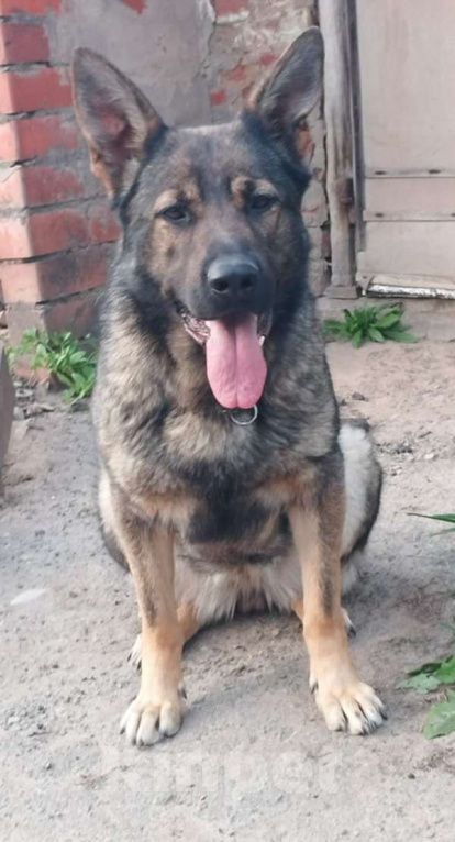 Собаки в Керчи: Щенки немецкой овчарки  Девочка, 70 000 руб. - фото 3