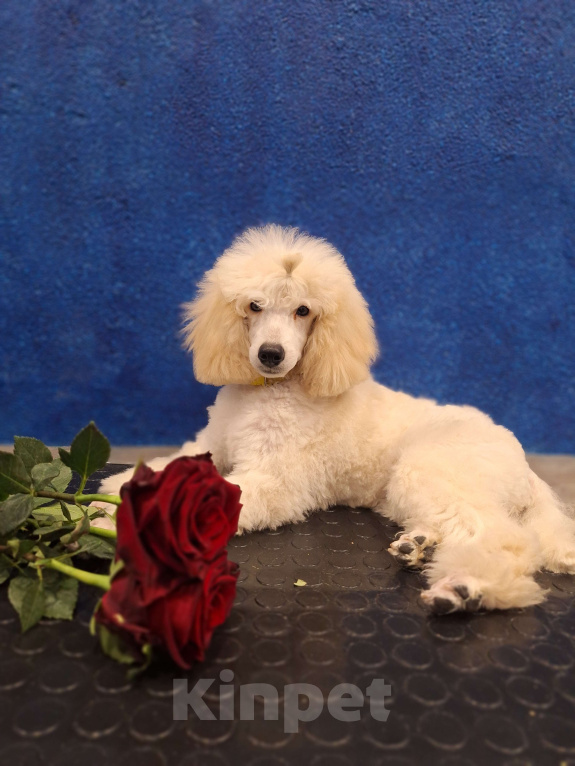 Собаки в Санкт-Петербурге: Девочка среднего пуделя,белого окраса Девочка, 100 000 руб. - фото 7