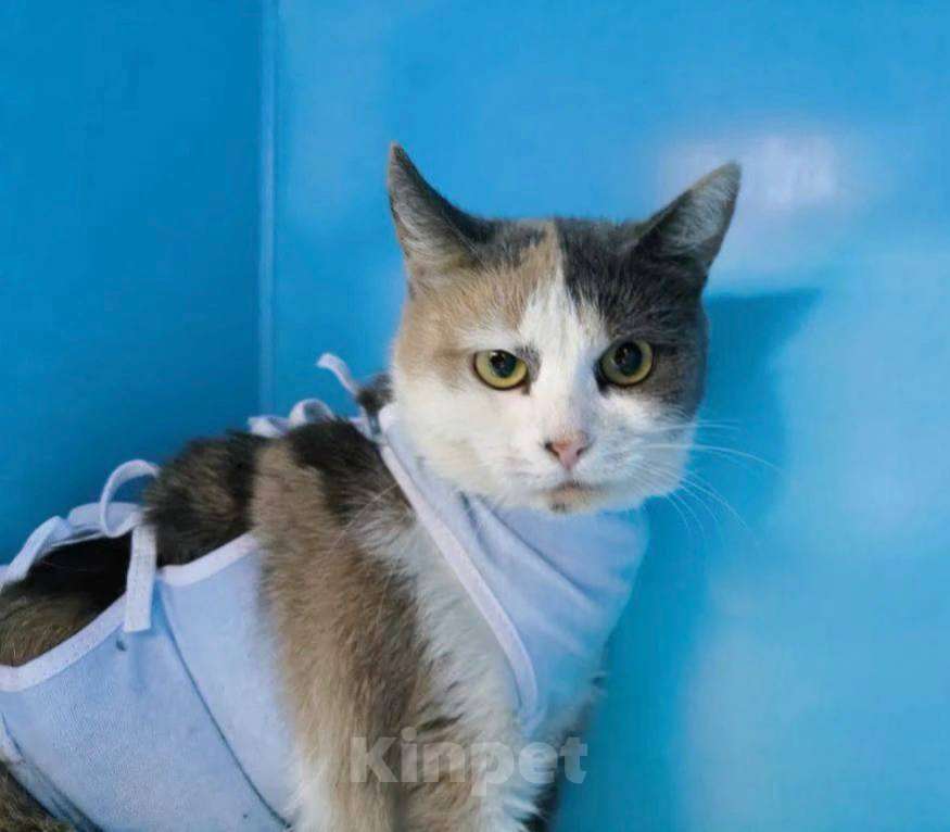 Кошки в Москве: кошка Рикса в самые добрые руки Девочка, Бесплатно - фото 3