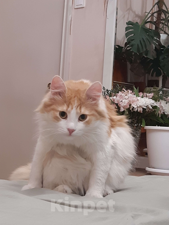 Кошки в Ижевске: Пушистый милаха Мальчик, Бесплатно - фото 2