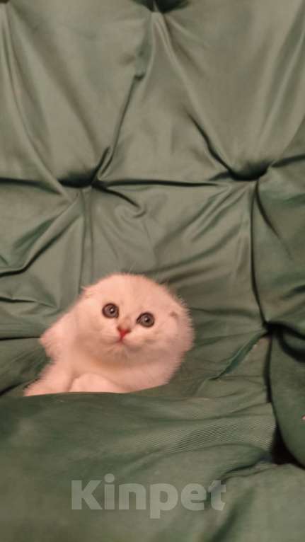 Кошки в Москве: Скотишь фолд ( шотладский вислоухий) шикарный породный Юный джентльмен ждёт своих хозяев Мальчик, Бесплатно - фото 3