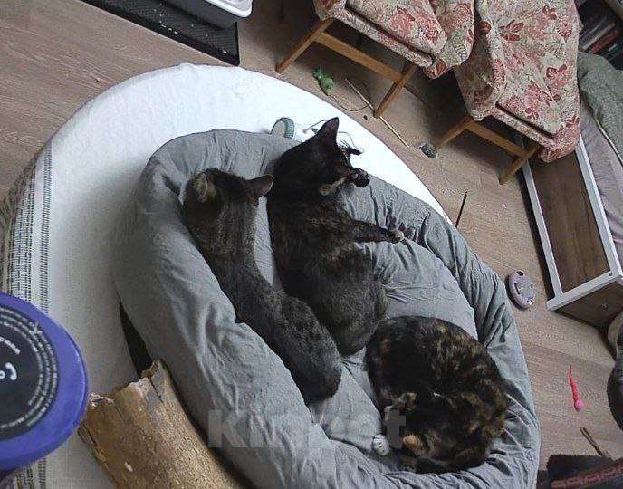 Кошки в Москве: Чрепаховая Нюрочка Девочка, Бесплатно - фото 4