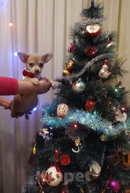 Собаки в Москве: Лиловый гш мальчуган крупный  Мальчик, 45 000 руб. - фото 9