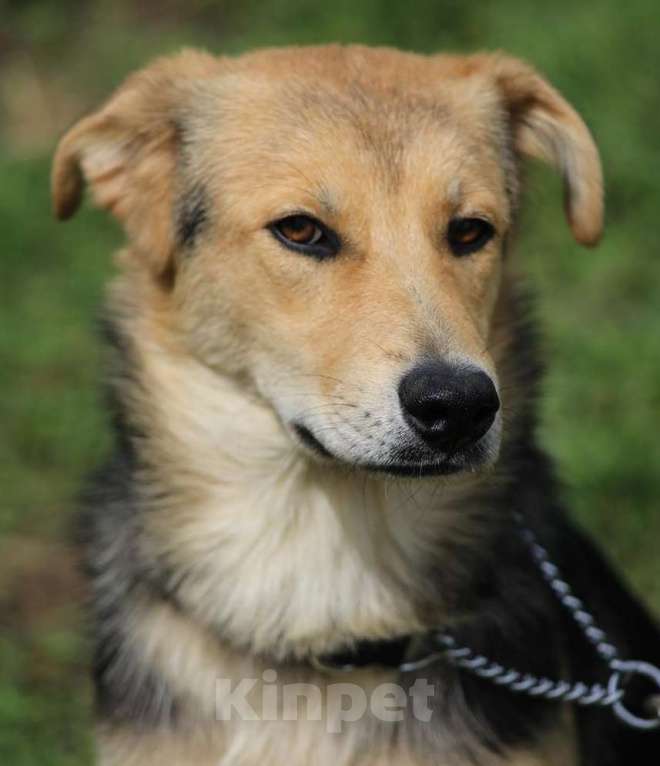 Собаки в Москве: Джуди. Нежная собака из приюта Девочка, Бесплатно - фото 5