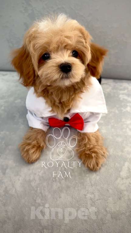 Собаки в Москве: Мини мальчик мальтипу F1 Royalty Fam Lorenzo Мальчик, Бесплатно - фото 2