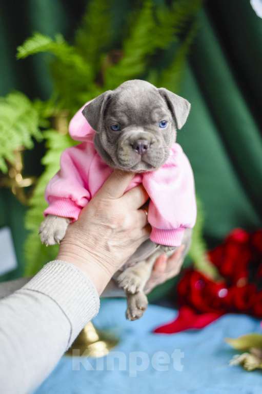 Собаки в Москве: мальчик лилово-подпалый французкий бульдог Мальчик, 90 000 руб. - фото 6