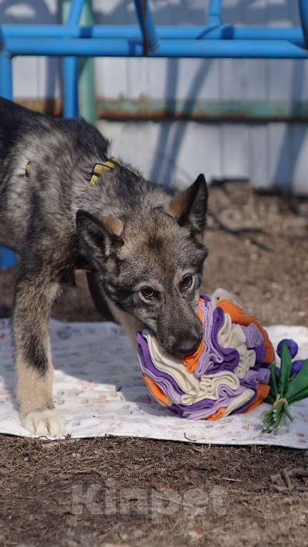 Собаки в Ногинске: Щенок ищет дом Мальчик, Бесплатно - фото 3