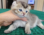 Кошки в Краснодаре: котик кинкалоу Мальчик, 40 000 руб. - фото 3