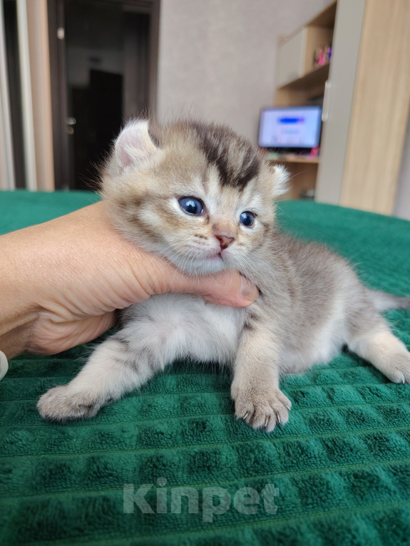 Кошки в Краснодаре: котик кинкалоу Мальчик, 40 000 руб. - фото 3