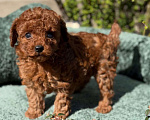 Собаки в Нижнем Новгороде: Той-пудель, щенок Мальчик, 150 000 руб. - фото 1