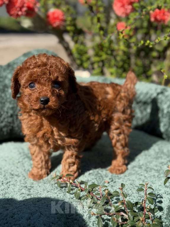 Собаки в Нижнем Новгороде: Той-пудель, щенок Мальчик, 150 000 руб. - фото 1