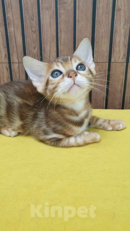 Кошки в Москве: Бенгальстке котята с документами. Мальчик, 55 000 руб. - фото 9