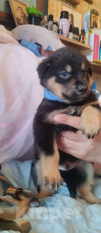 Собаки в Воронеже: Представляютса вам. Отличные щенки ! Аляскинский маламут . мальчики и девочки . по цене 5000. Р. Мальчик, 5 000 руб. - фото 7