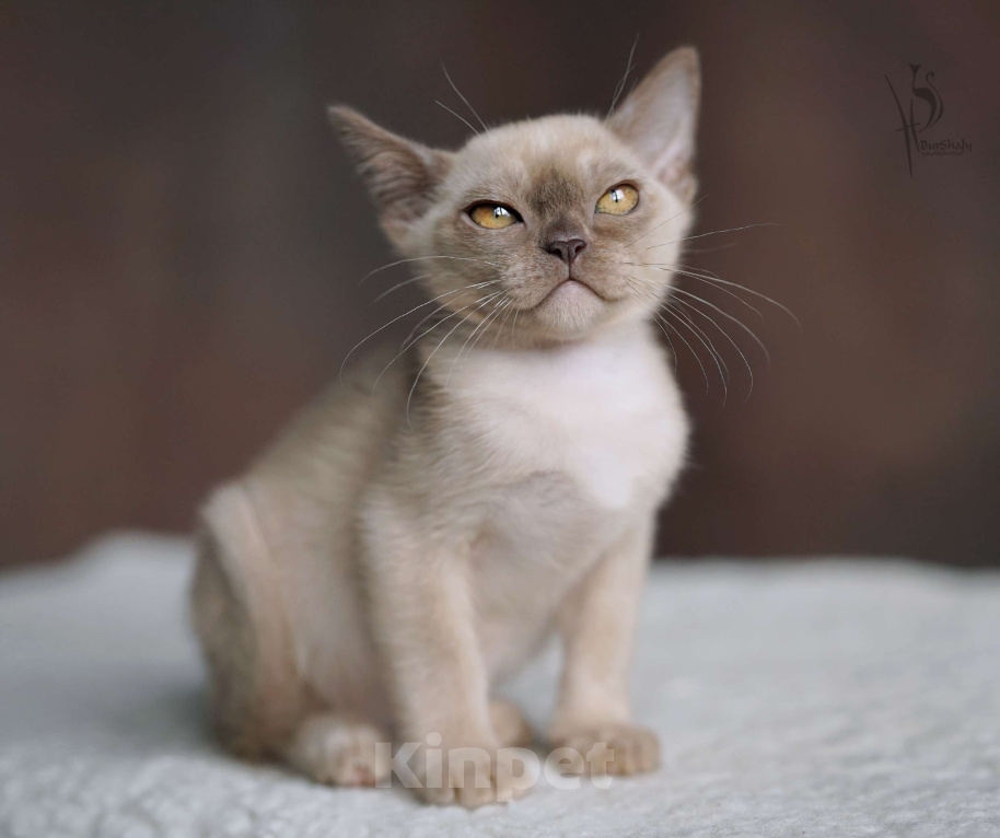 Кошки в Москве: Европейская бурма шоколадный мальчик Мальчик, Бесплатно - фото 4