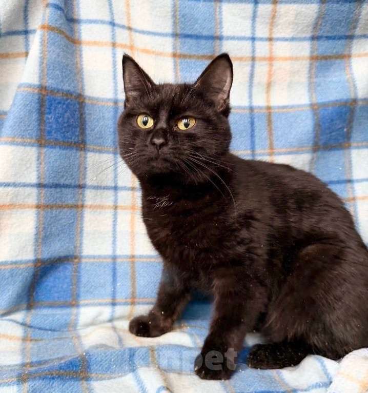 Кошки в Москве: Роскошная черная кошечка Лилу в добрые руки Девочка, Бесплатно - фото 2