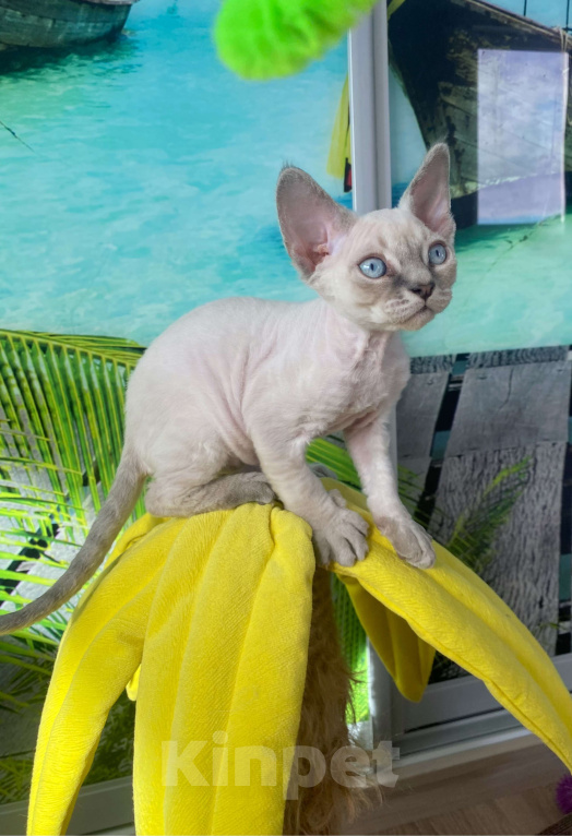 Кошки в Сочи: Котенок Девон рекс Мальчик, 55 000 руб. - фото 2