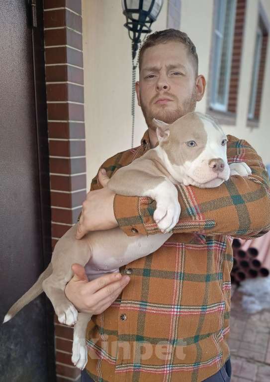 Собаки в других городах Московской области: Американский булли Разнополые, 70 000 руб. - фото 4