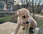 Собаки в Краснодаре: Щенки Алабая Девочка, 30 000 руб. - фото 4
