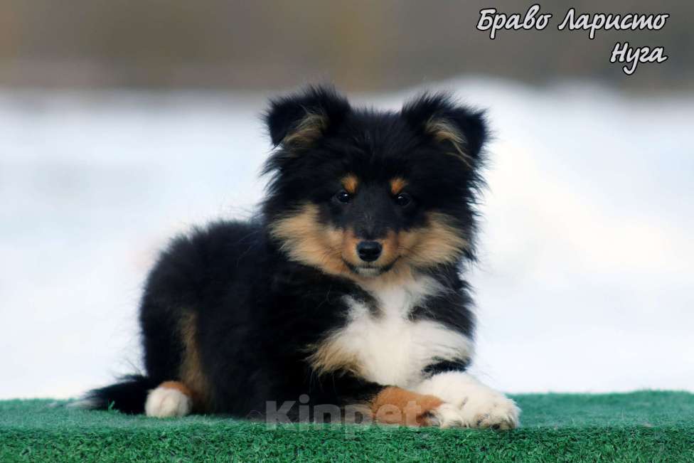 Собаки в Рязани: Шелти. Маленькая собачка в квартиру Разнополые, Бесплатно - фото 4