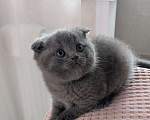 Кошки в Москве: Шотландские Котята Мальчик, 20 000 руб. - фото 5