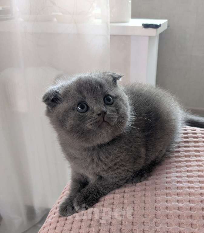 Кошки в Москве: Шотландские Котята Мальчик, 20 000 руб. - фото 5