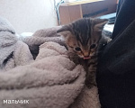 Кошки в Костроме: Котята в добрые руки Разнополые, Бесплатно - фото 3